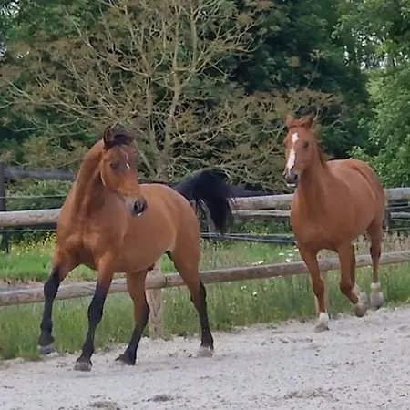 B&B Relais Equestre Du Miloir - D'hotes Saint-Desir