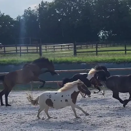 Relais Equestre Du Miloir - D'hotes