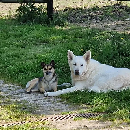 Relais Equestre Du Miloir - D'hotes B&B Saint-Desir