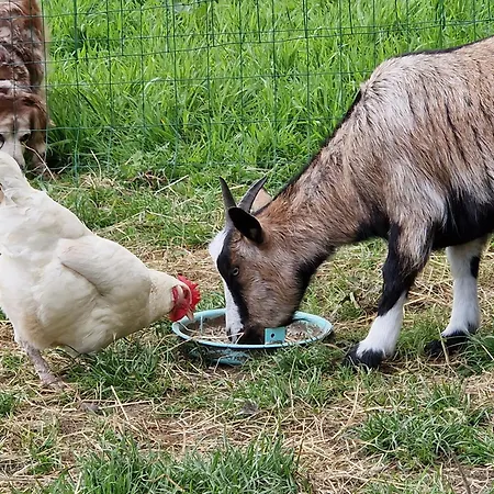 Relais Equestre Du Miloir - D'hotes B&B 3*