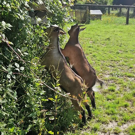 B&B Relais Equestre Du Miloir - D'hotes 3*