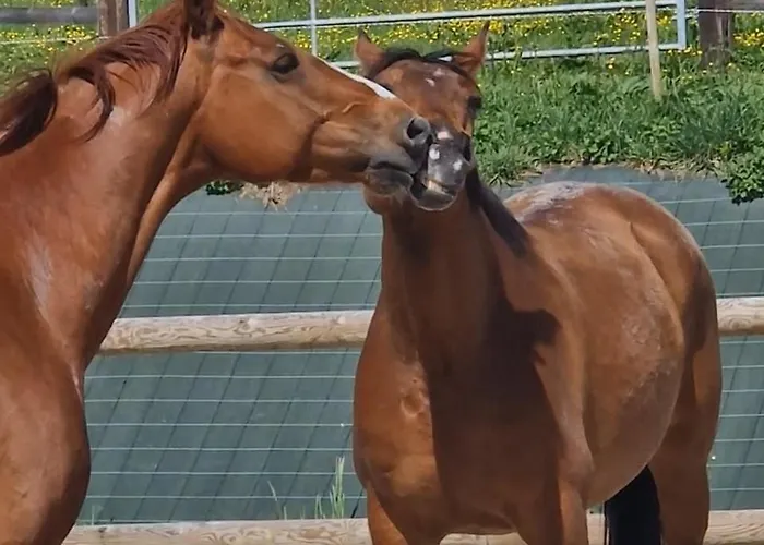 Bed & Breakfast Relais Equestre Du Miloir - D'hotes