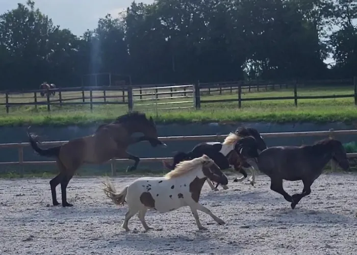 Relais Equestre Du Miloir - D'hotes