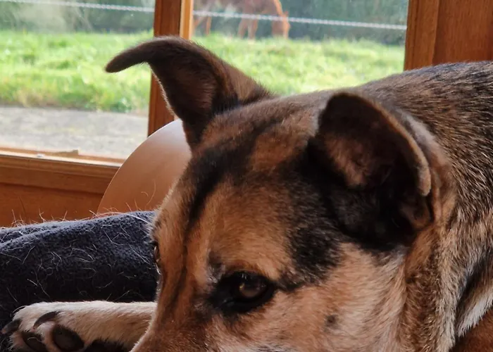 Bed & Breakfast Relais Equestre Du Miloir - D'hotes 3*