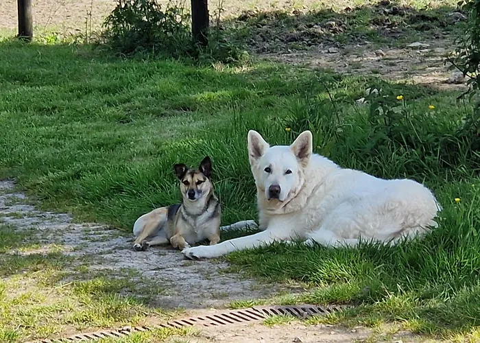 Relais Equestre Du Miloir - D'hotes Bed & Breakfast Saint-Desir