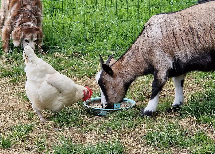 Relais Equestre Du Miloir - D'hotes Bed & Breakfast 3*