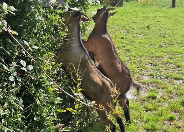 Bed & Breakfast Relais Equestre Du Miloir - D'hotes 3*